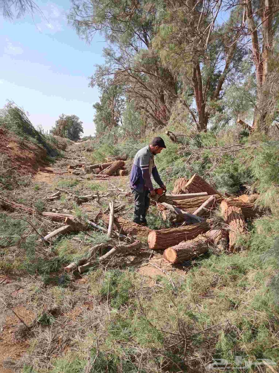 قص وتنظيف الاشجار من أمام المنازل64208163861507110