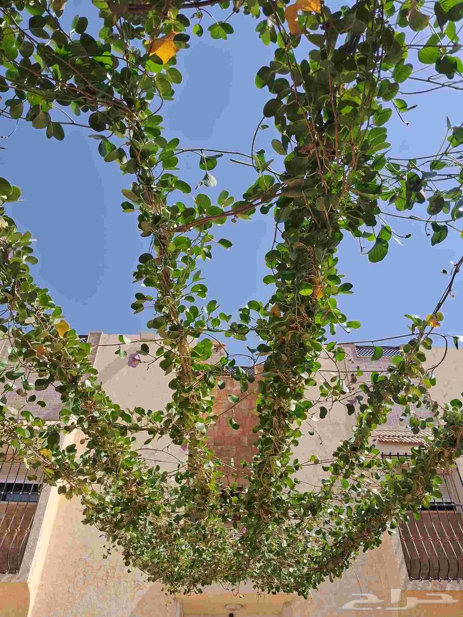 مشتل المزارع ابو عوض الله للزراعه64208162690435113