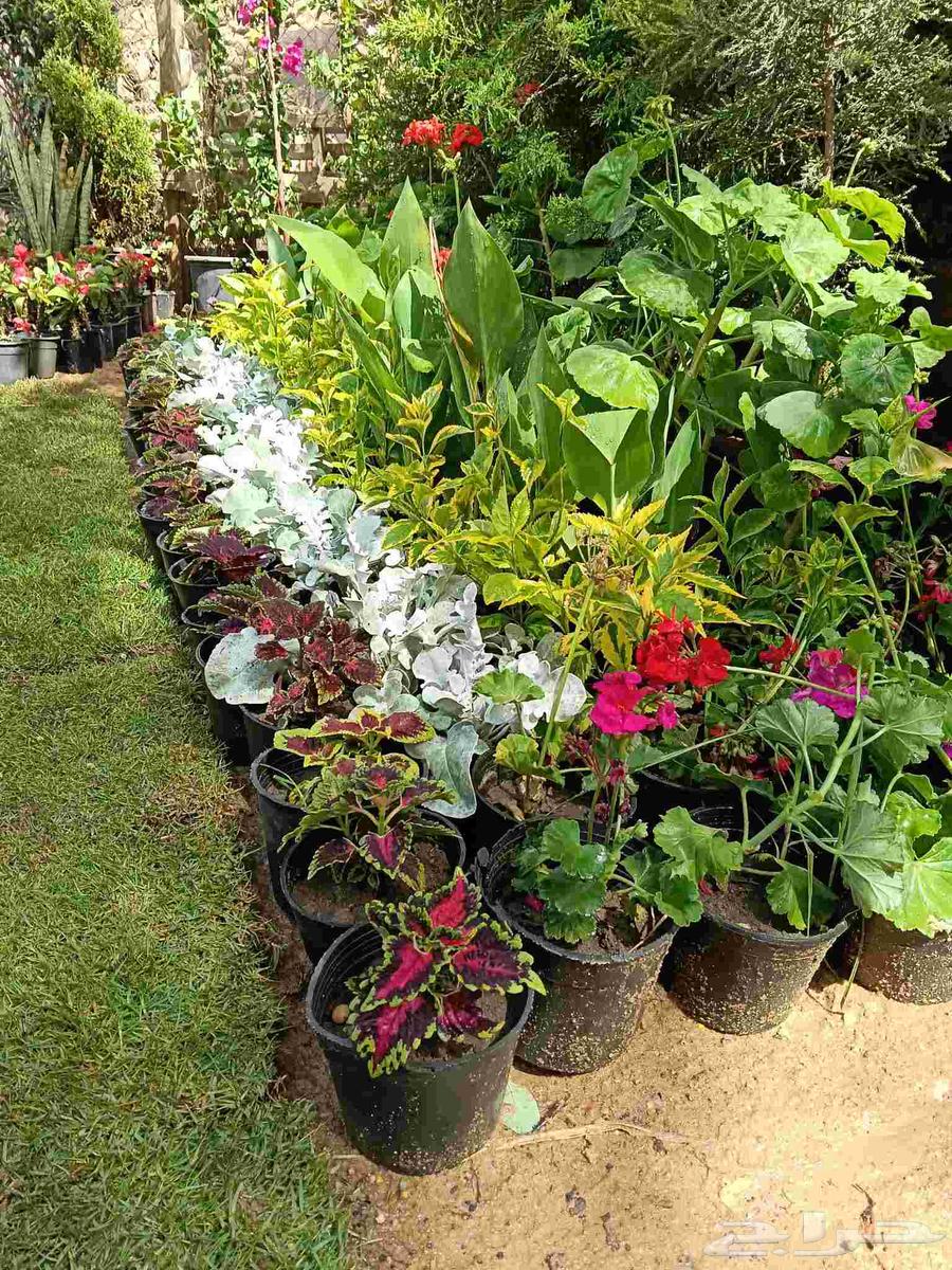 تنسيق الحدائق وبيع الأشجار والنباتات64209000058241112