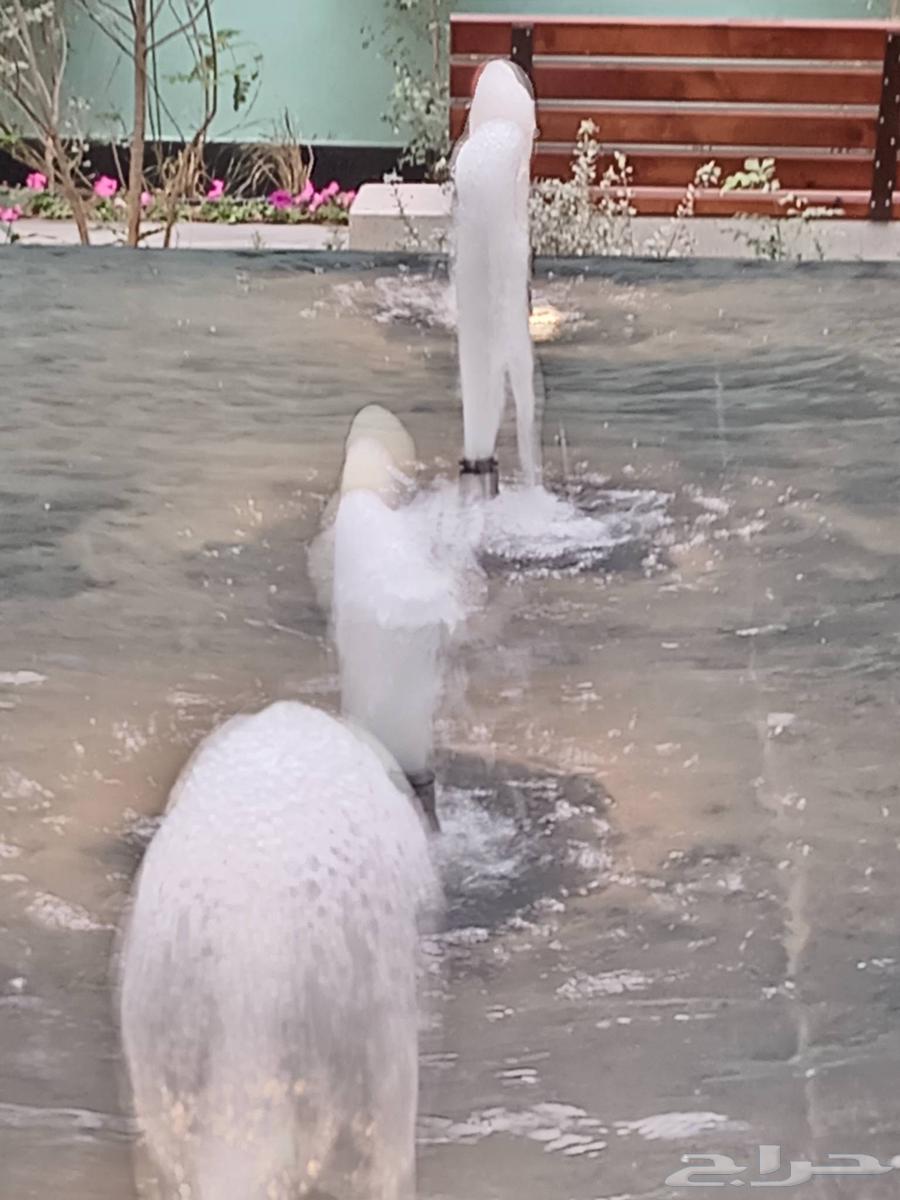 معلم سباك تأسيس تشطيب في جده64208361348993112