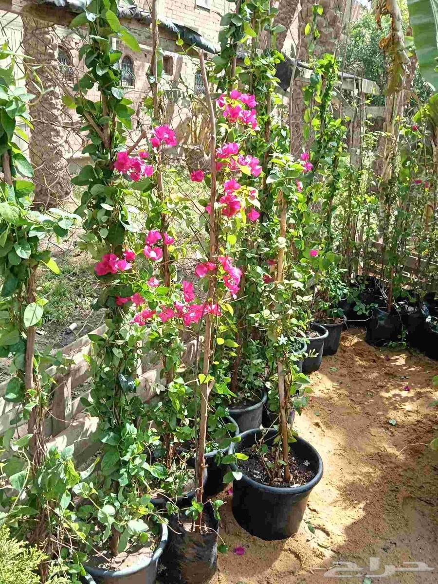 تنسيق الحدائق وبيع الأشجار والنباتات64209000058241111