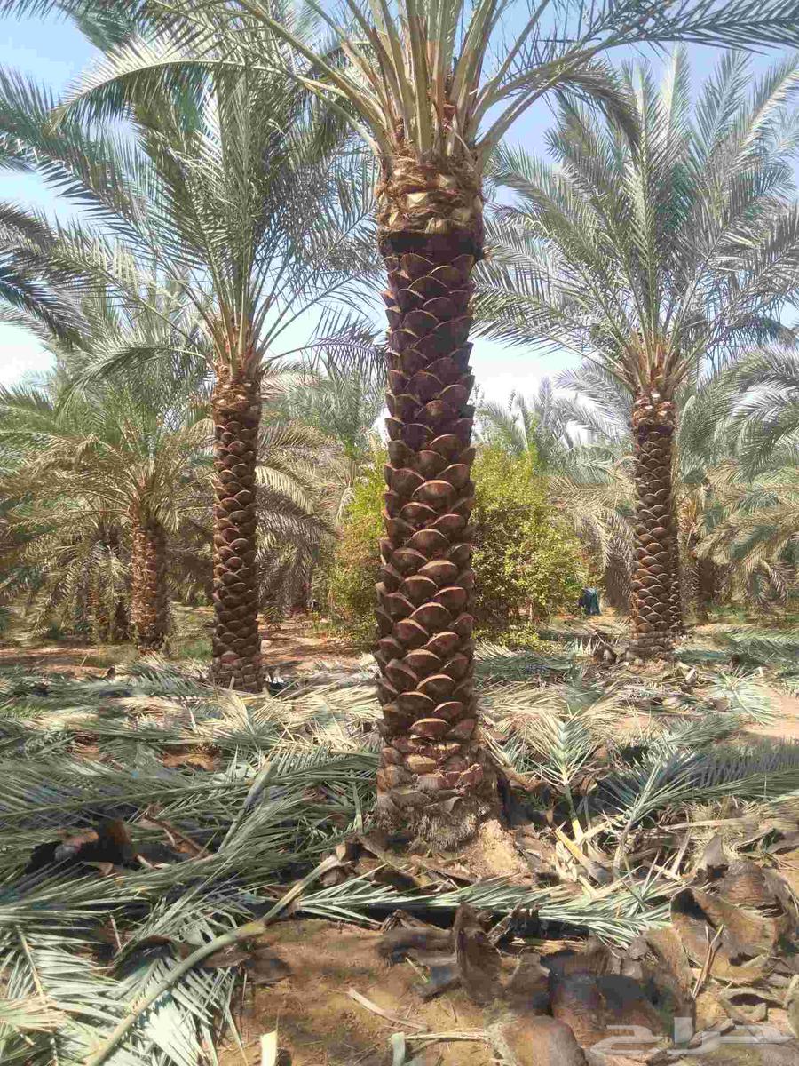 Pruning of Arabic and Shantani palm trees, fertilization, and all palm-related work64209431279489111