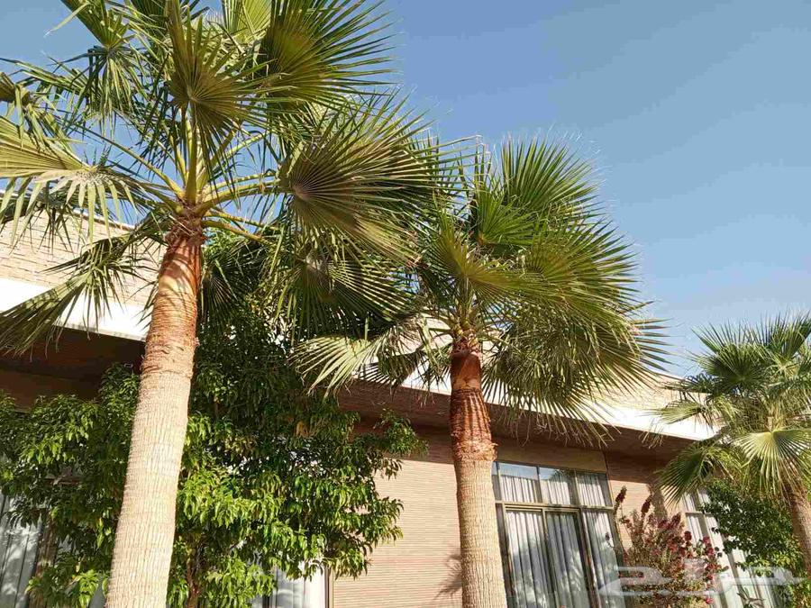 Trimming, cleaning, pruning of Arabian and Washingtonia palm trees, and changing the soil64207700242945110