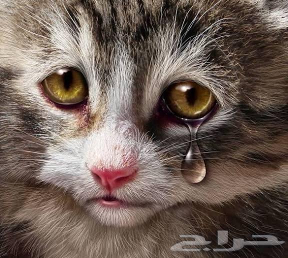 طبيبة بيطرية علاج الحيوانات الاليفة المنزلية64209217676162110