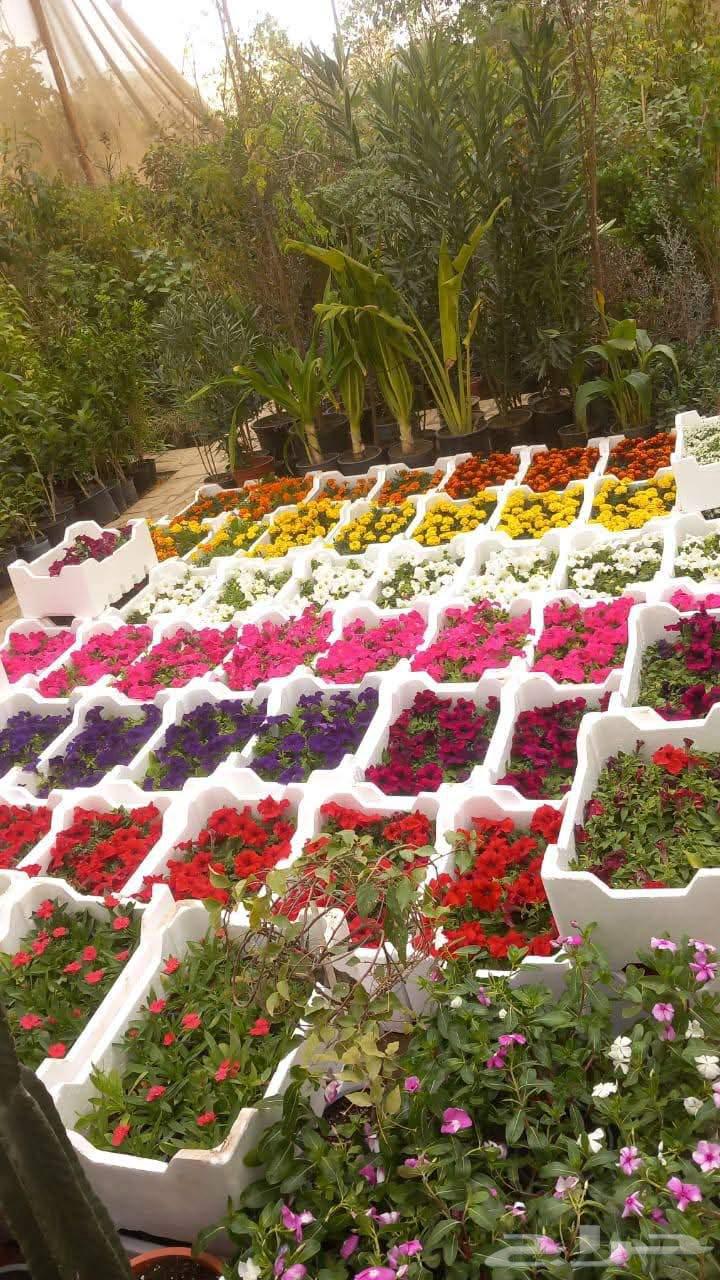 تنسيق الحدائق وبيع الأشجار والنباتات64209000058241114