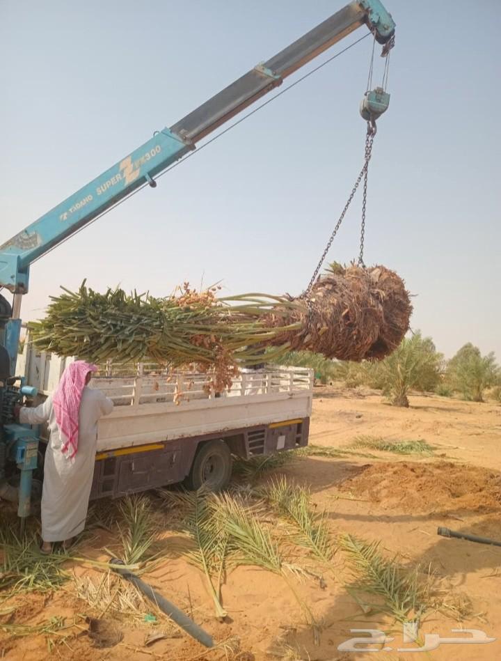 نخل المجمعه64208585081859114