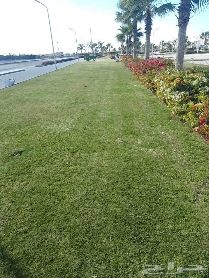 تنسيق حدائق منزليه المدينة المنورة64209432239363112