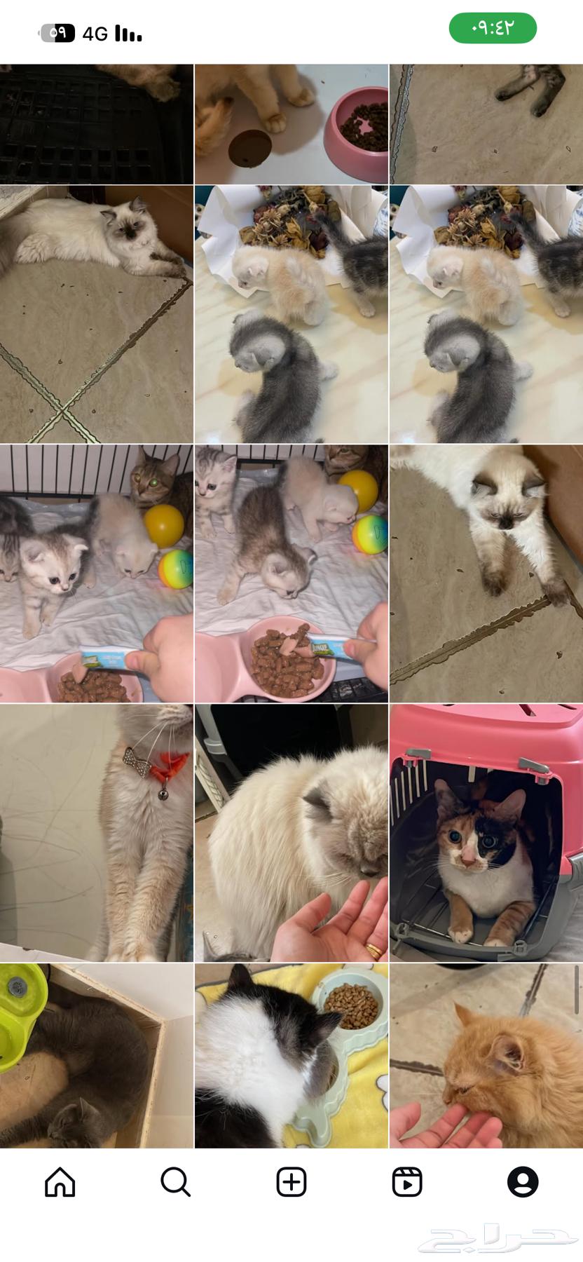 Hotel for cats with experience, everything available. With doctor64207936182145112