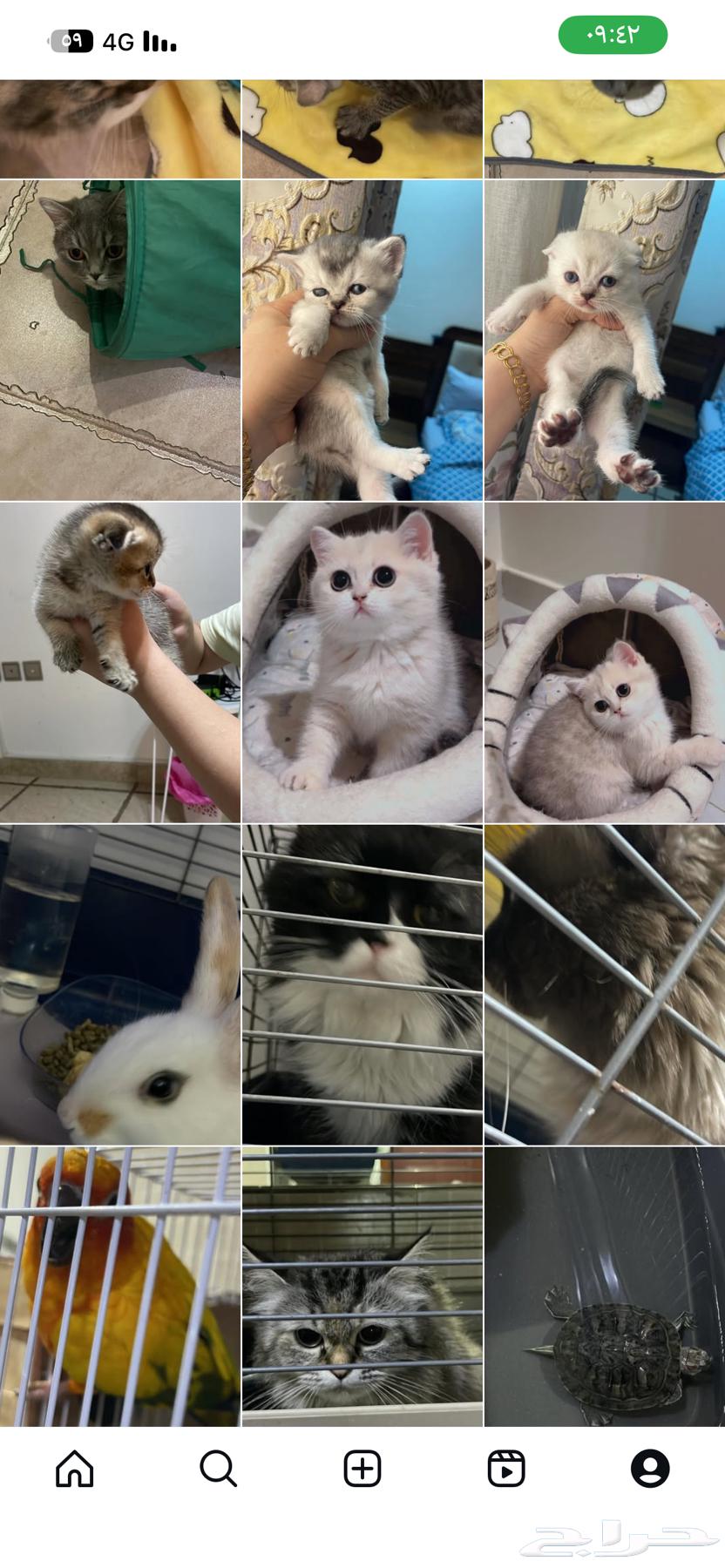 Hotel for cats with experience, everything available. With doctor64207936182145110