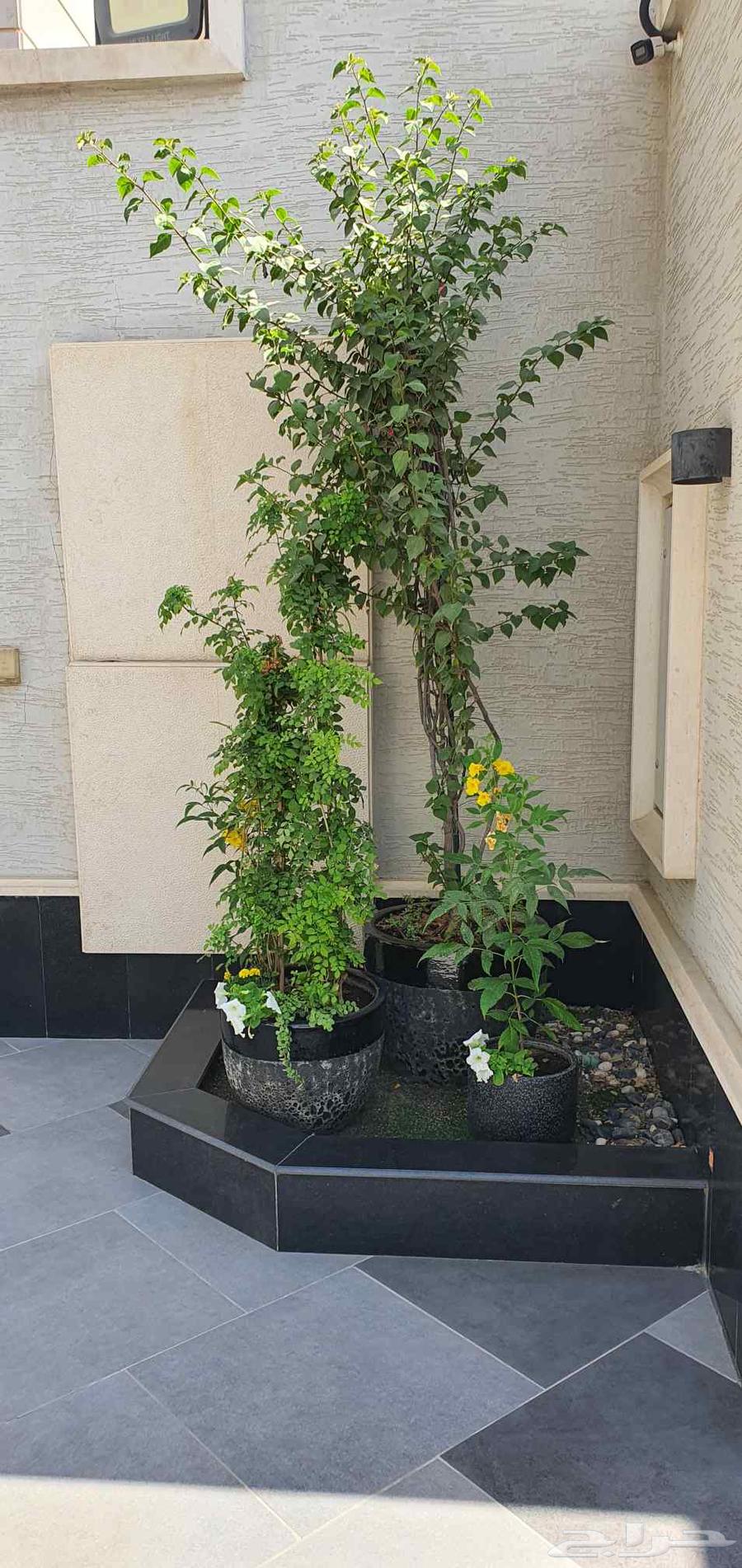 تنسيق حدائق الرياض64208162576258111