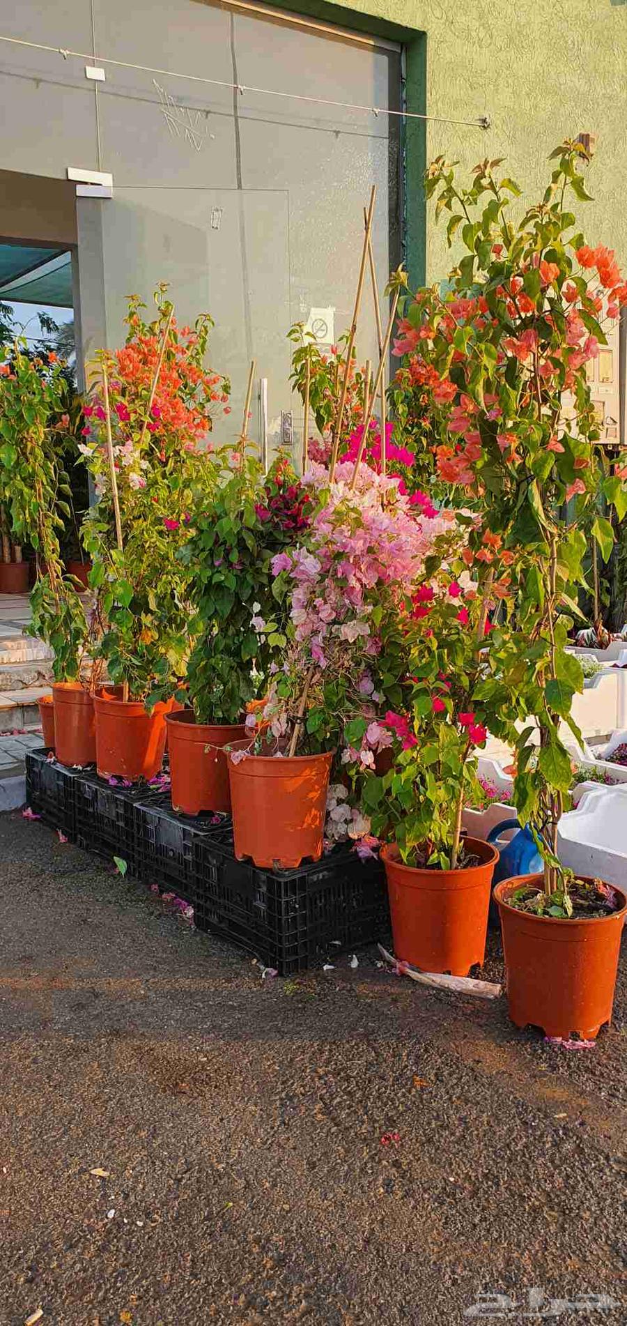 تنسيق حدائق الرياض64208162576258114