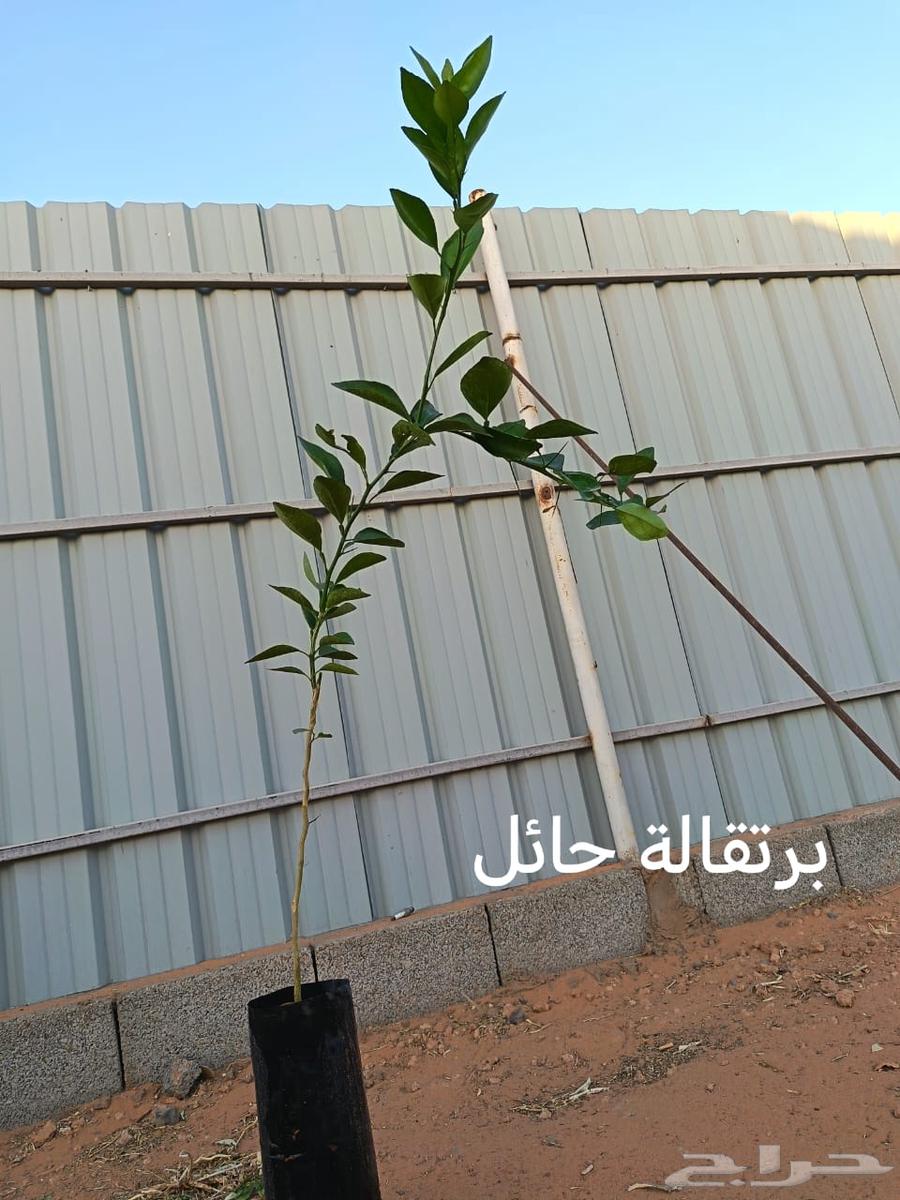 Citrus and Palm Trees64207935766785114