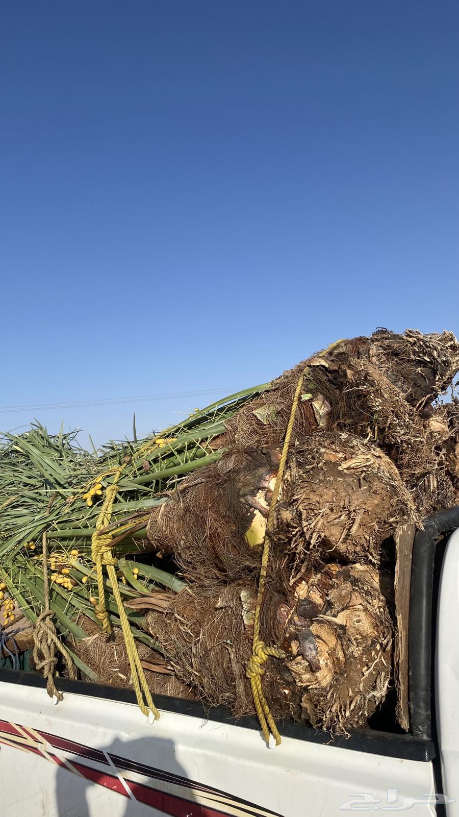 خلاص كبار مطلع64212037773825112