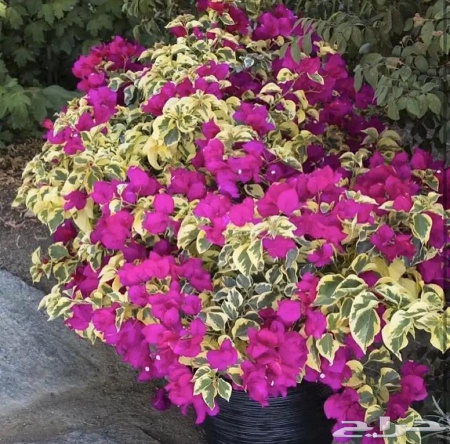 Dar Al-Nabta Nursery64210749849602113