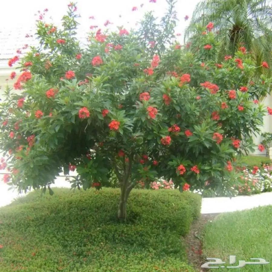 Dar Al-Nabta Nursery64210749849602114