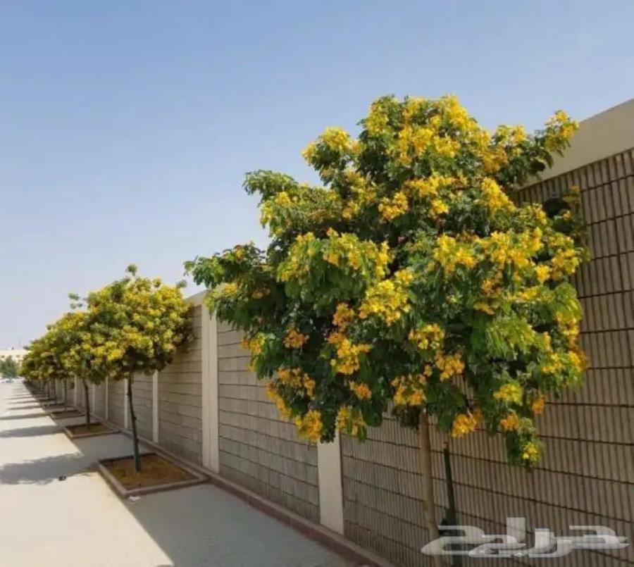 Dar Al-Nabta Nursery64210749849602112