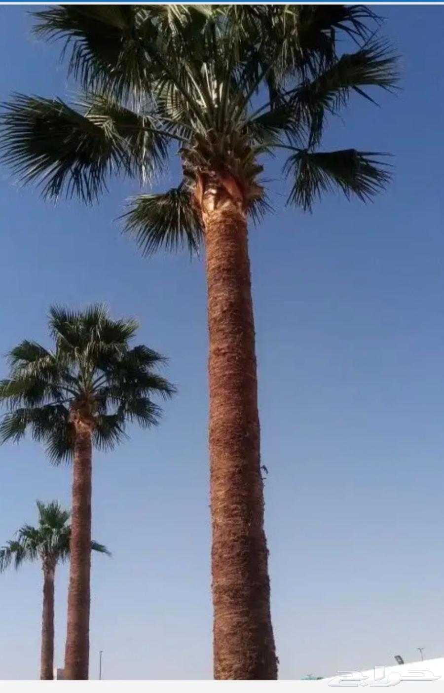 تكريم نخيل وقص الاشجار وازاله النخيل64377724833281113