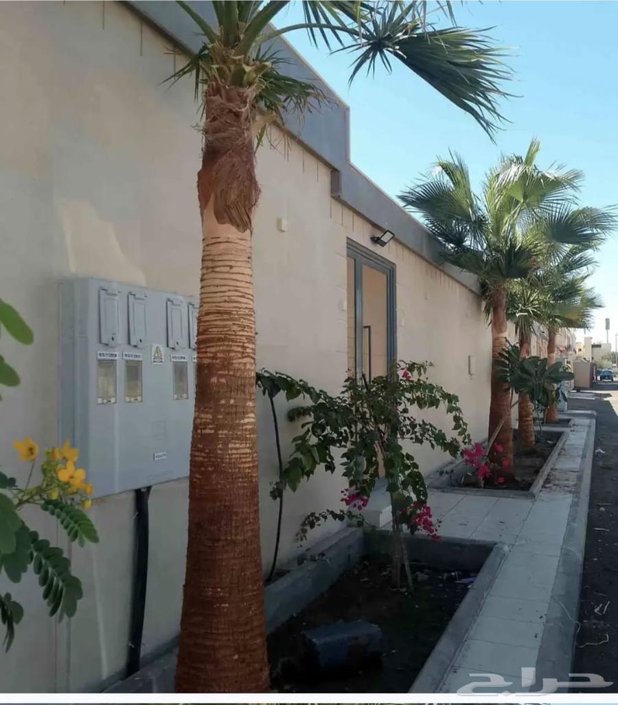 تكريم نخيل وقص الاشجار وازاله النخيل64377724833281110