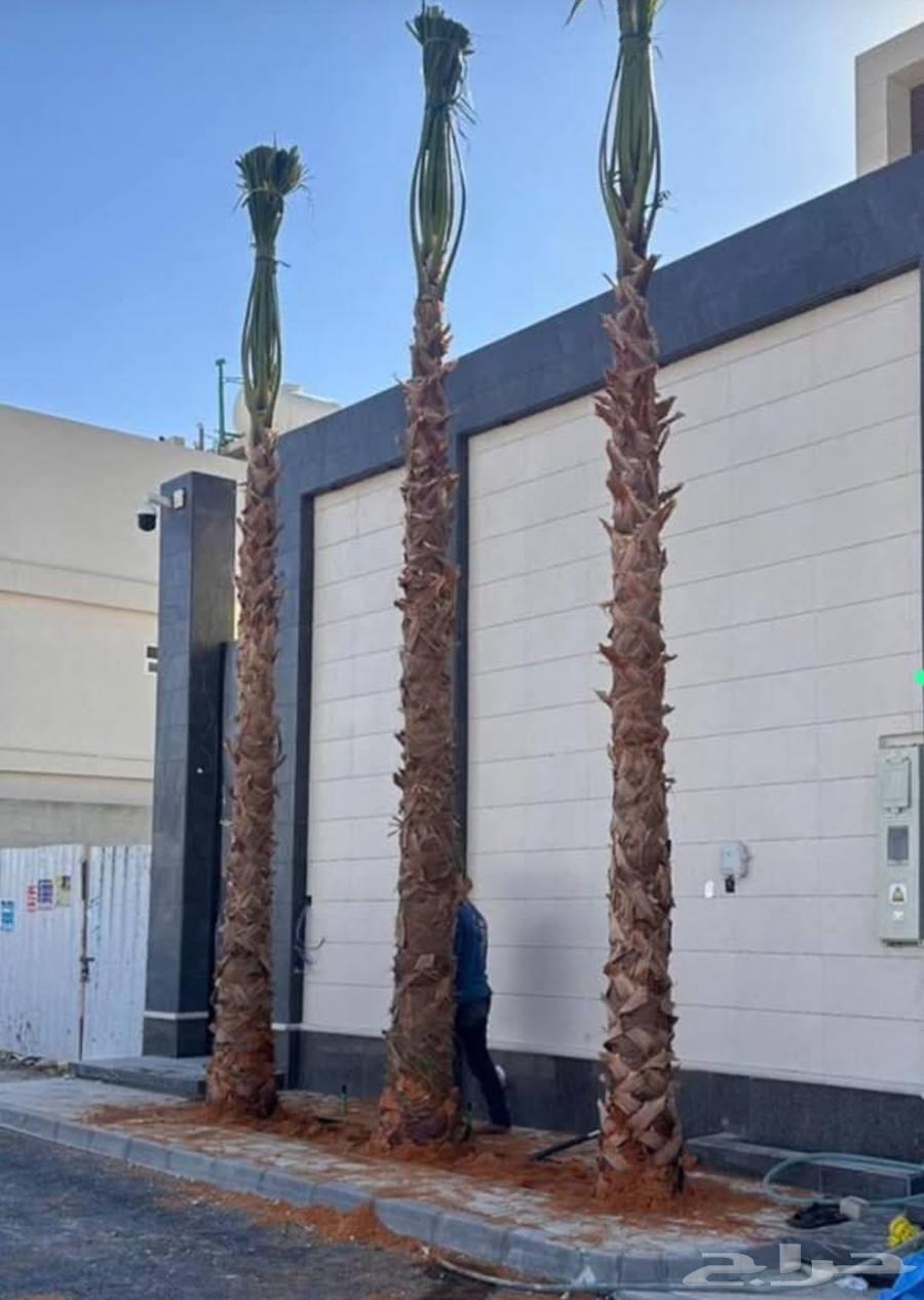 مقاول شبوك64211820064385113