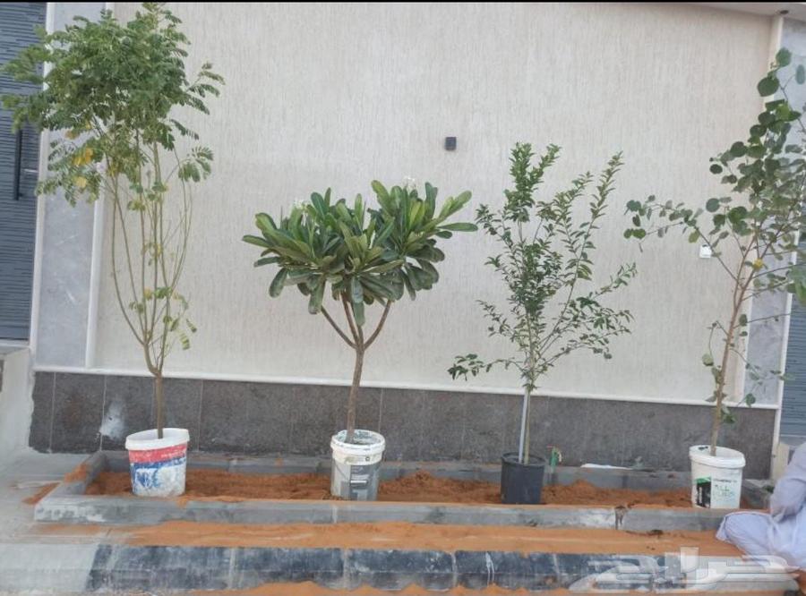 أبو محمد الصعيدي التنسيق الحدائق والزراعة64210553680130112