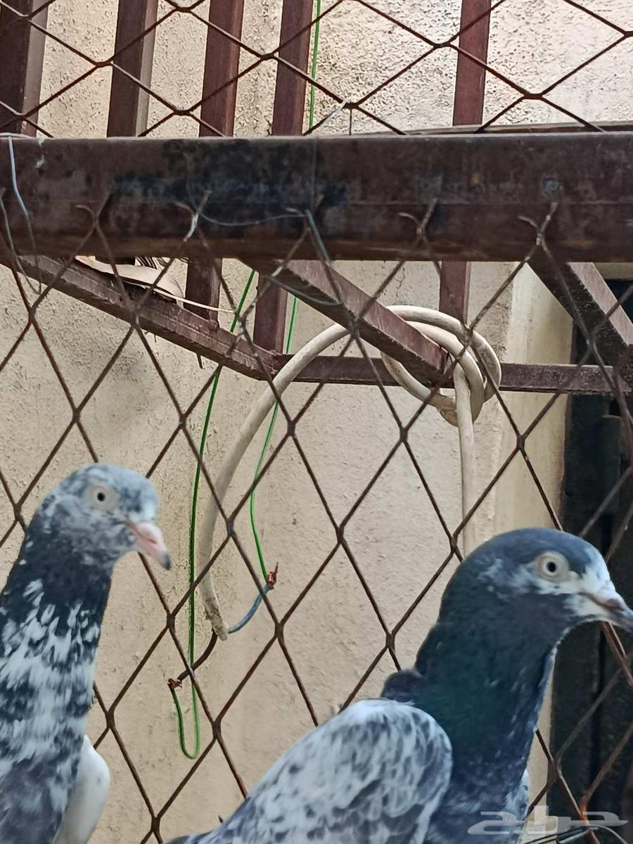 تيدي بلغاري ابو غيث64211819115009110