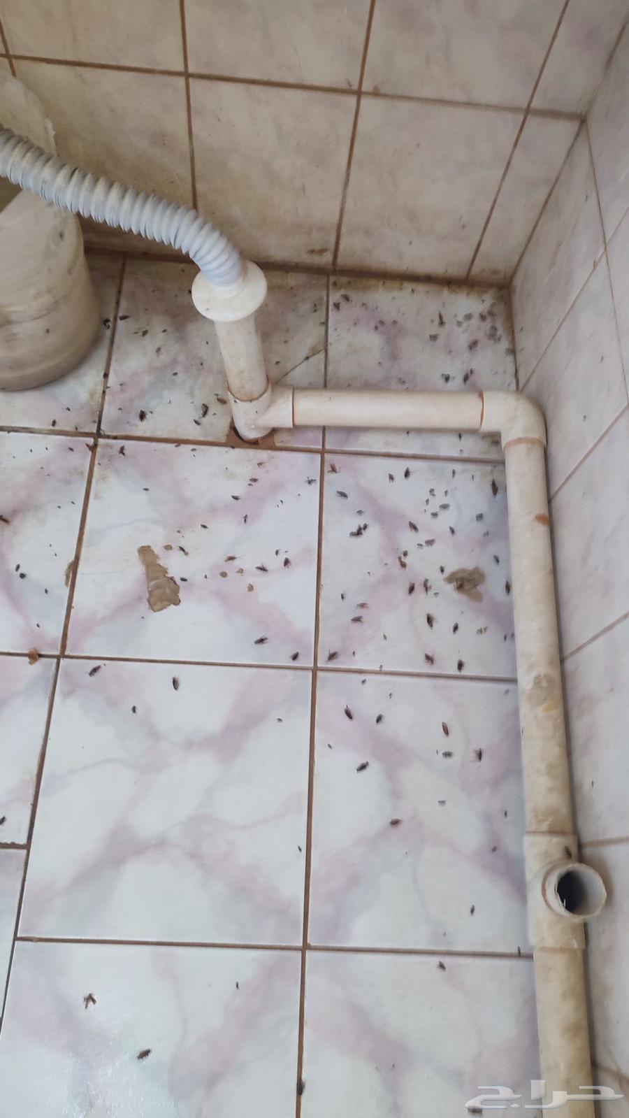 Pest Control Company in Taif | Pest Spraying | Sofa and Carpet Cleaning in Taif64211170578817114