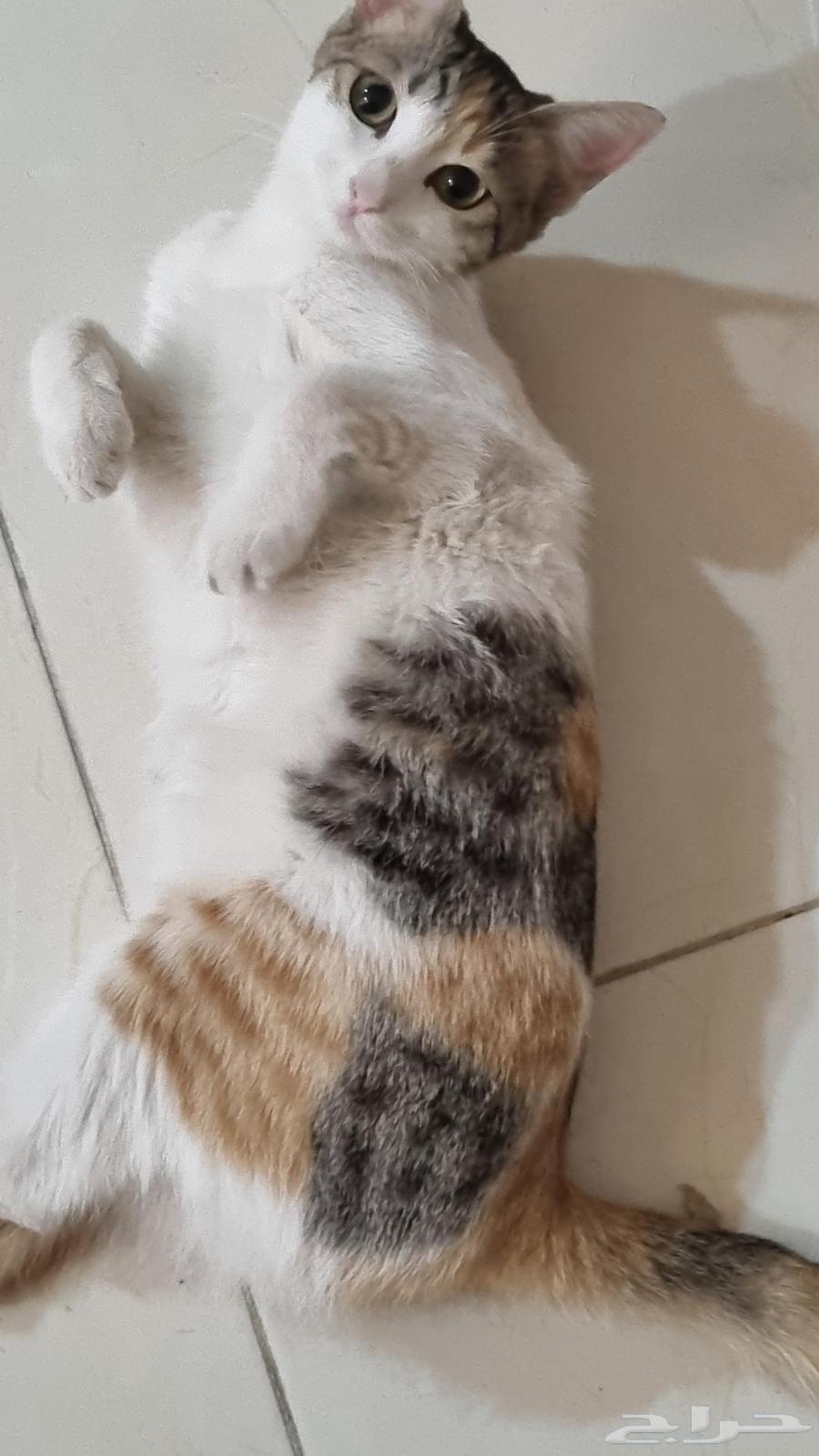 ذكر و أنثى للتبني64210093058947110