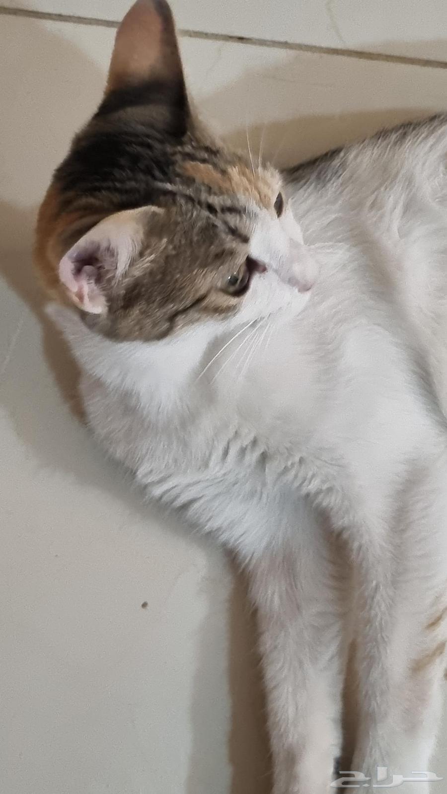 ذكر و أنثى للتبني64210093058947112