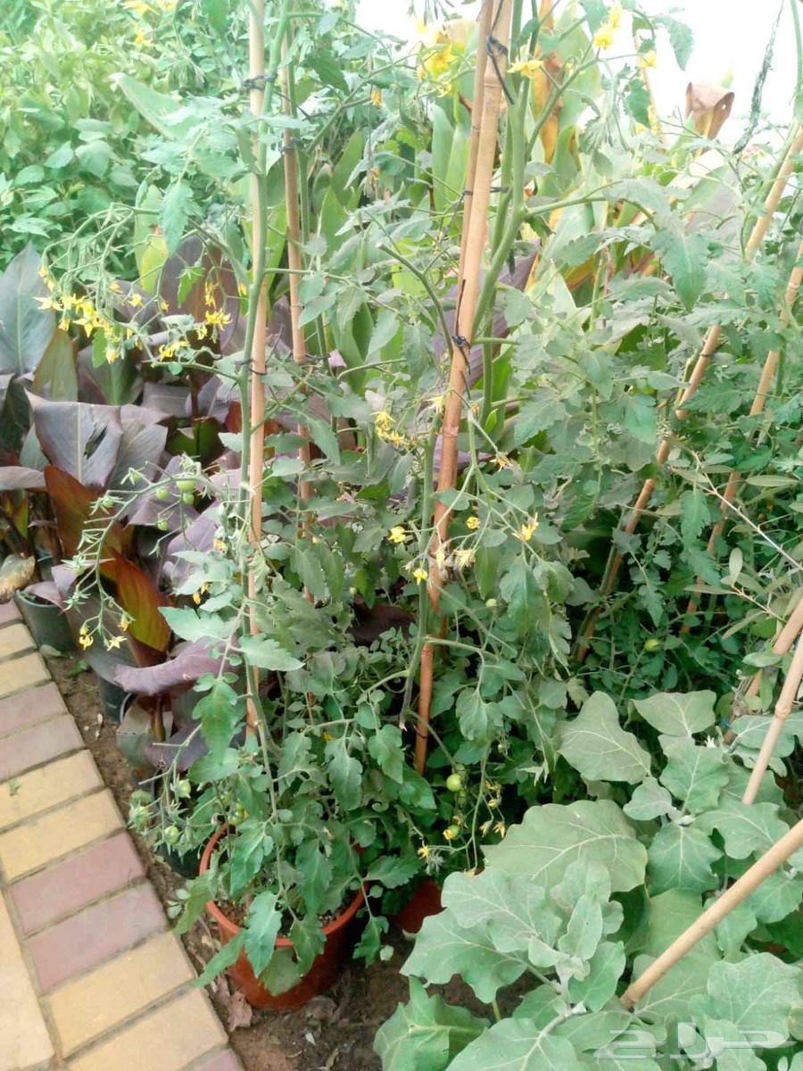 Tree trimming, landscaping, and garden maintenance64210092701954111