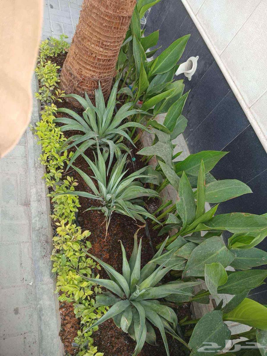 Nursery for landscape design64210094416641112