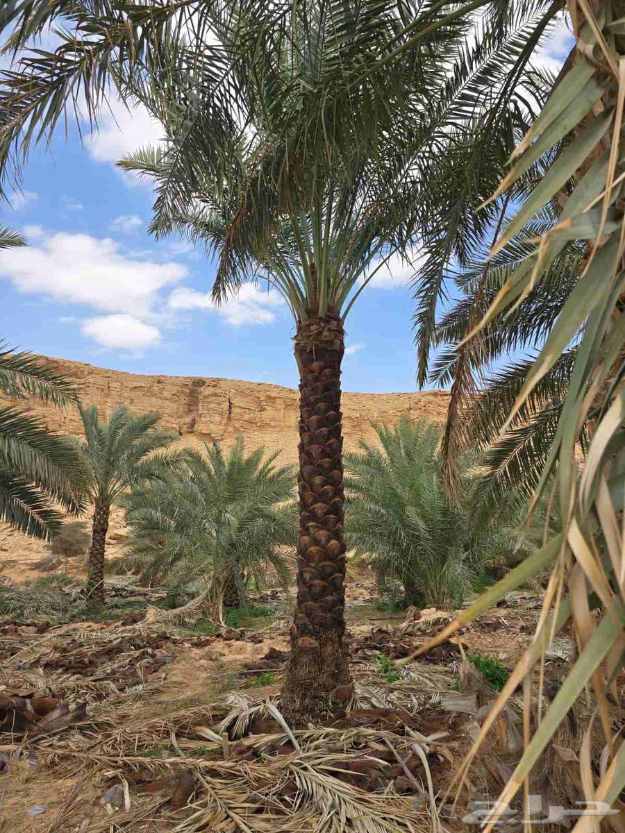 تكريم نخيل وقص الاشجار وازاله النخيل64377724833281112