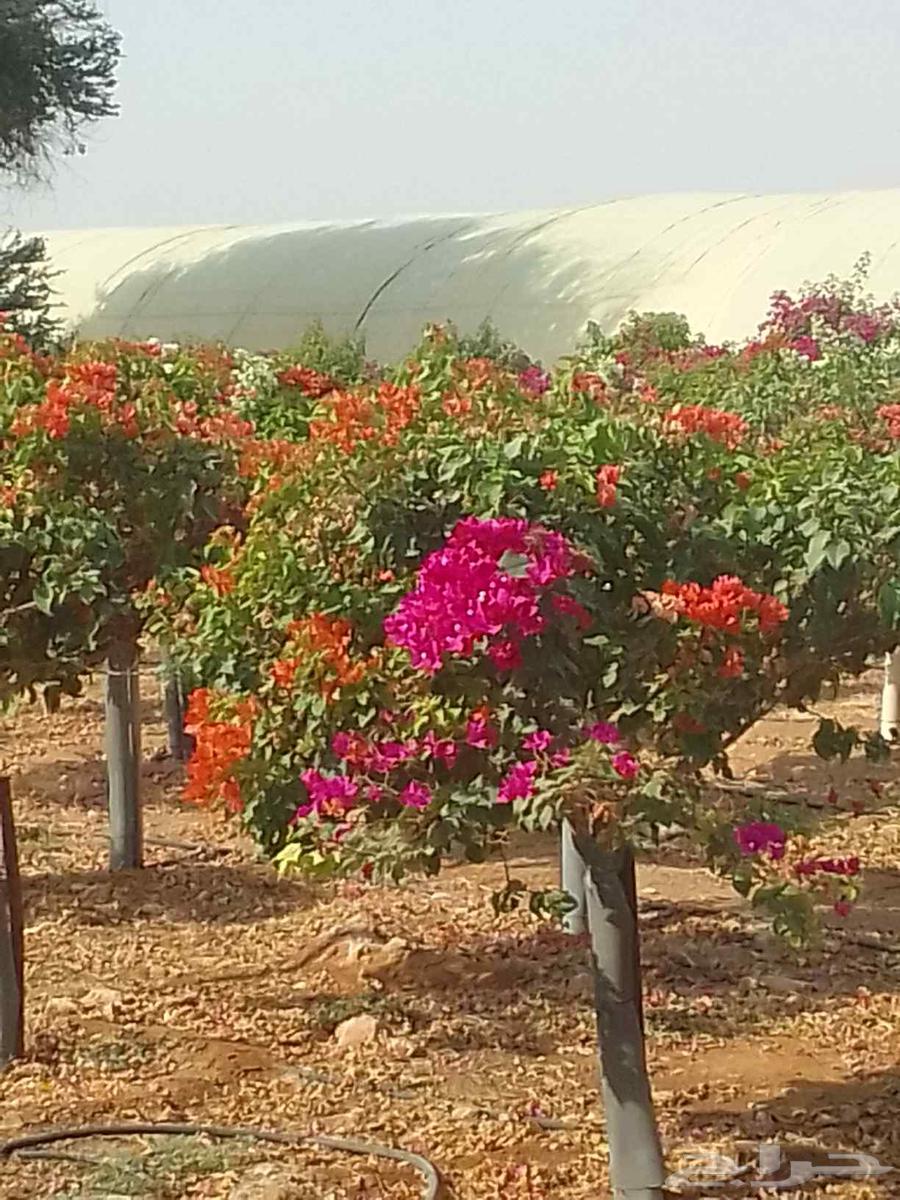 All of Angel's work includes Washington rebar installation and anchoring64210549774465110