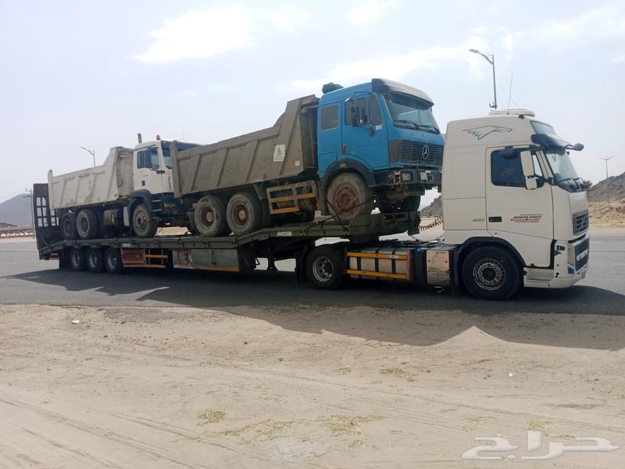 لوبد متواجد في الجنوب64209897425154111