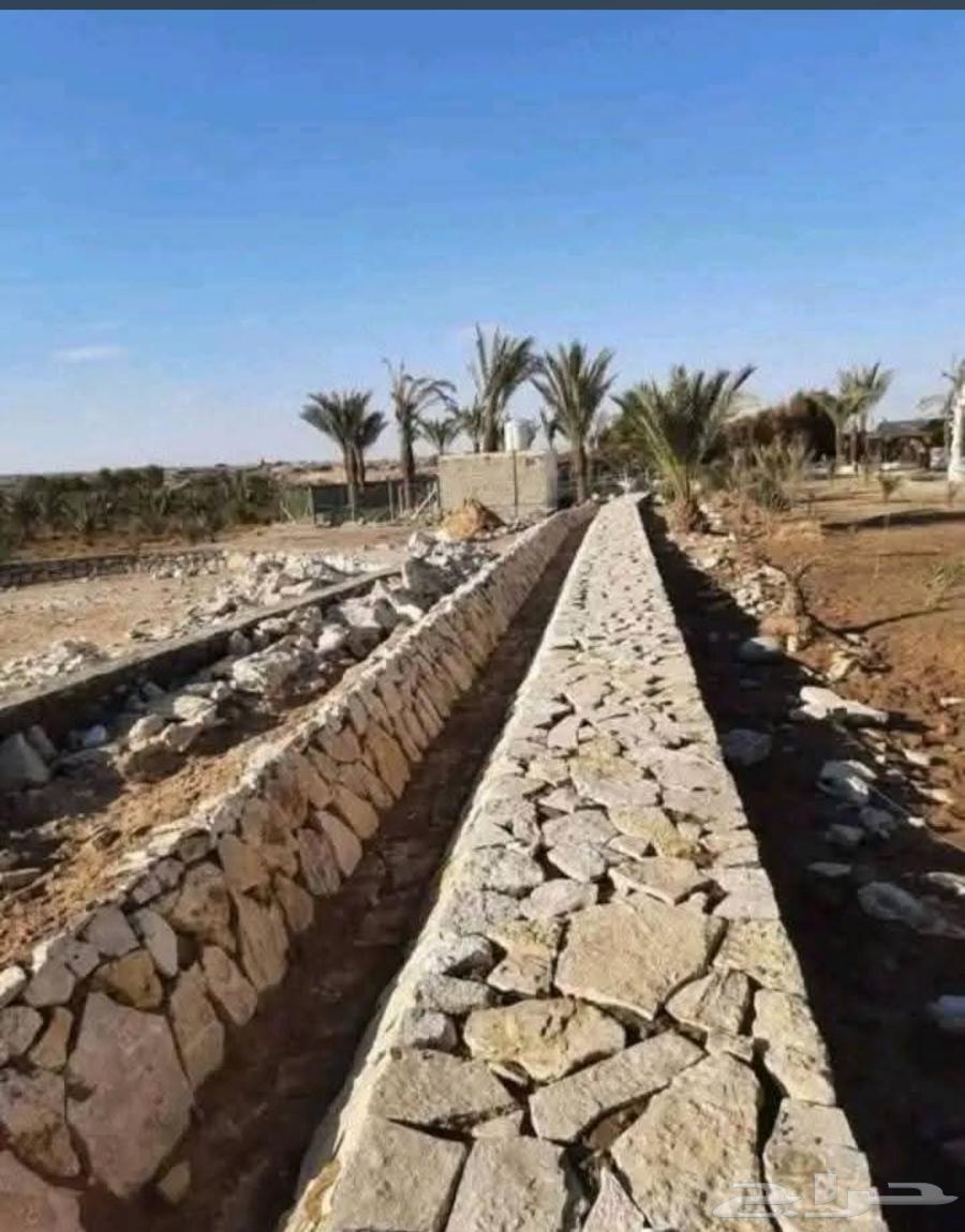 مقاول شبوك ونخيل64211818712194110
