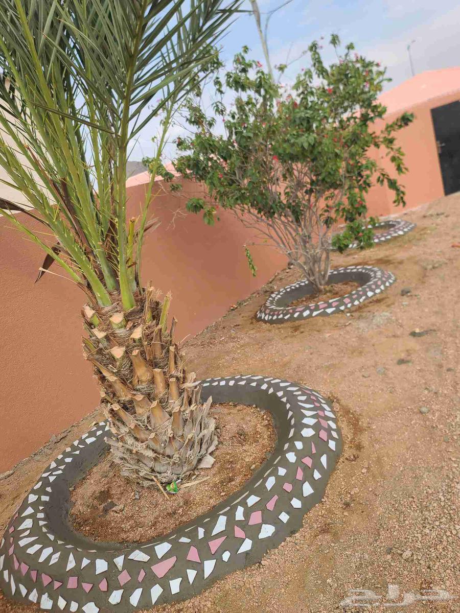 Decorating tree basins, spraying treatments and pruning64212037758466112