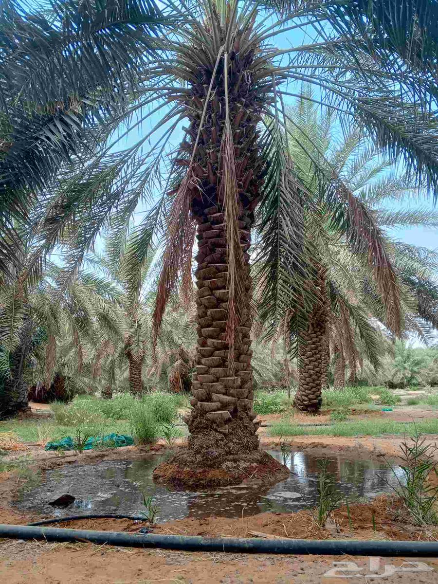 لتحويض وتصفية وتضيف النخل وتكريب معلم في التكريب64211589832323110