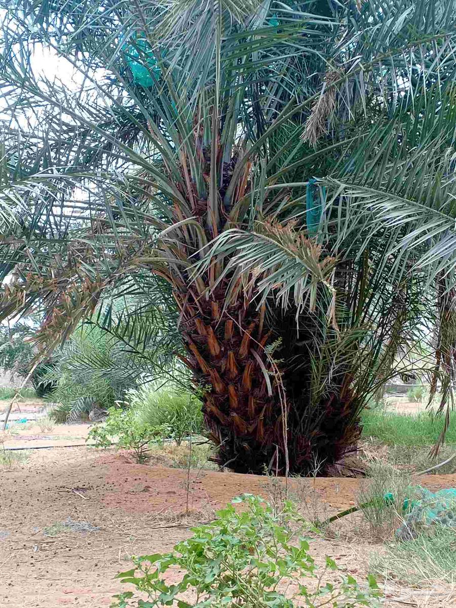 لتحويض وتصفية وتضيف النخل وتكريب معلم في التكريب64211589832323111