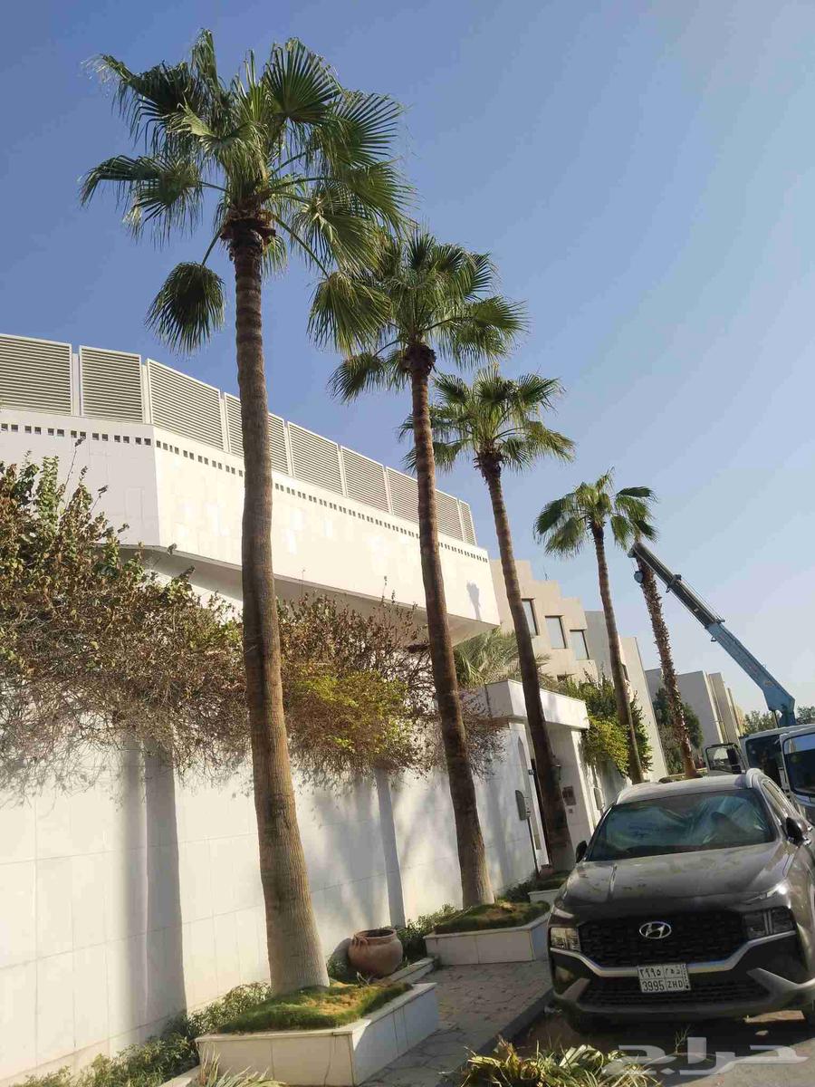 Trimming, cleaning, pruning of Arabian and Washingtonia palm trees, and changing the soil64211394810755112