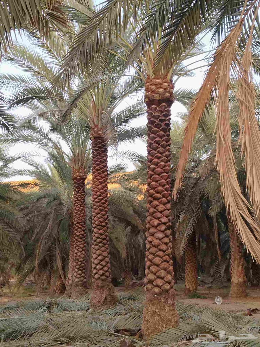Trimming, cleaning, pruning of Arabian and Washingtonia palm trees, and changing the soil64211394810755110