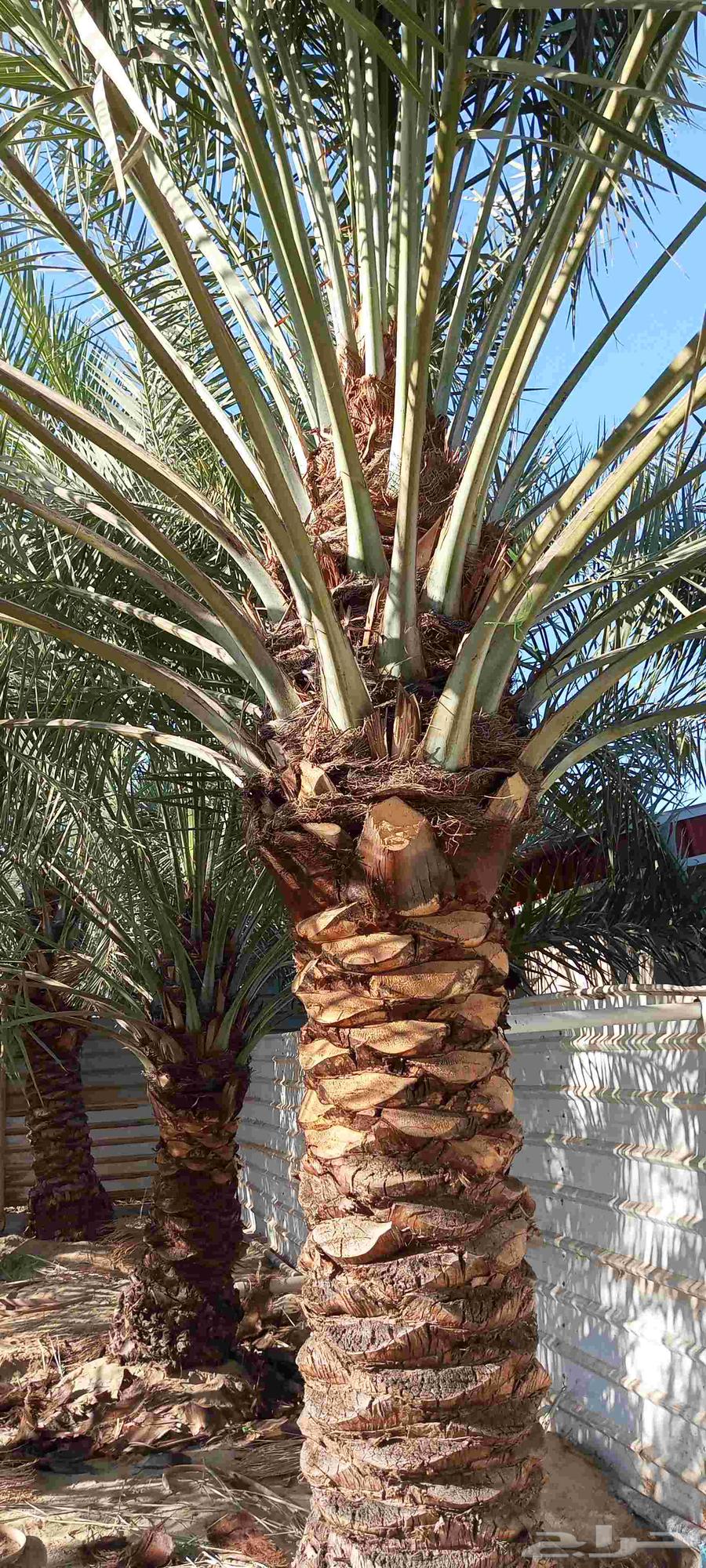 تنسيق حدائق64211817165313110