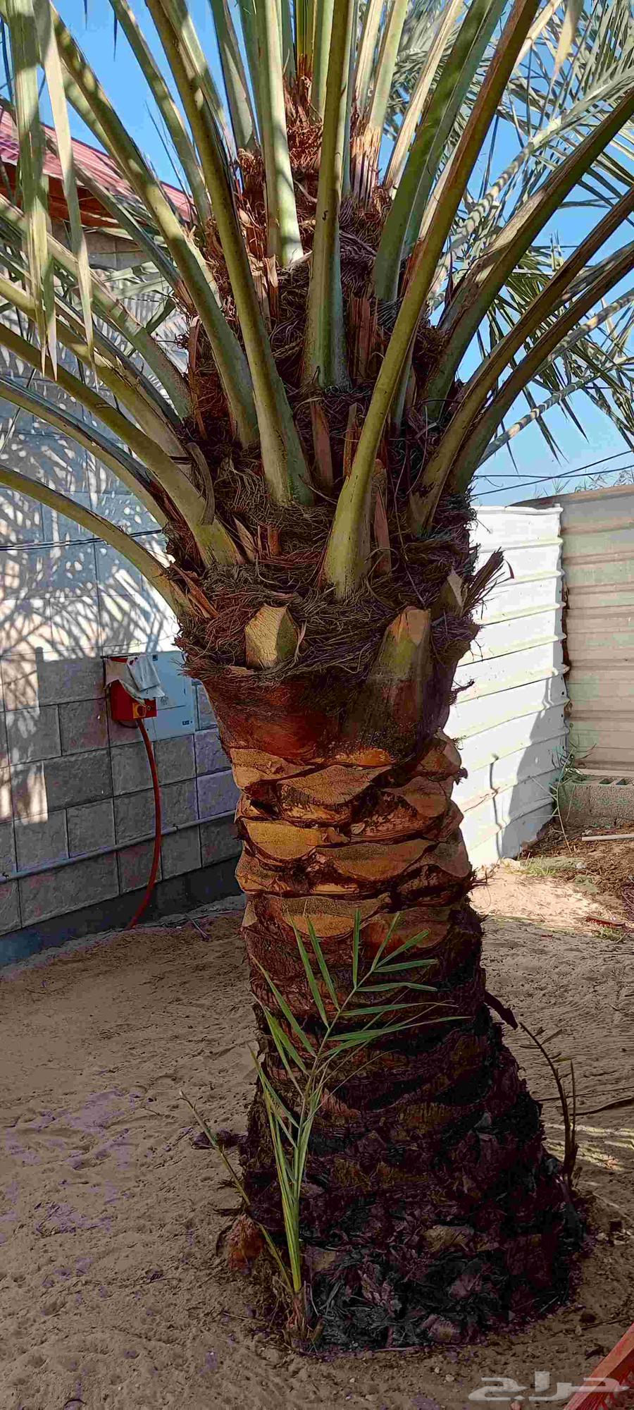 تنسيق حدائق64211817165313112