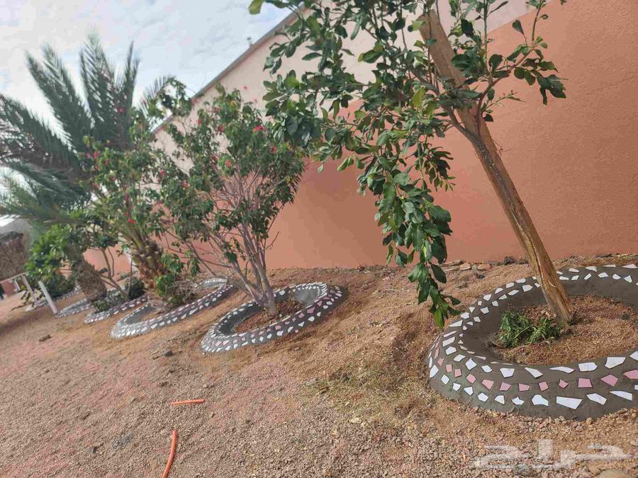 Decorating tree basins, spraying treatments and pruning64212037758466110