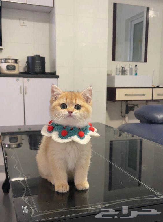 Cat Shower (Bathing) and Grooming in Dammam64211588762881110