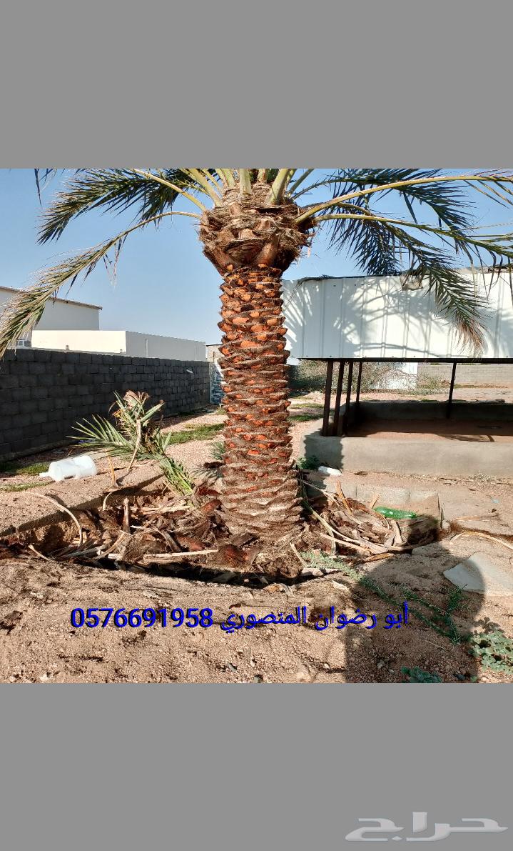 عمال نخل64249941530113110