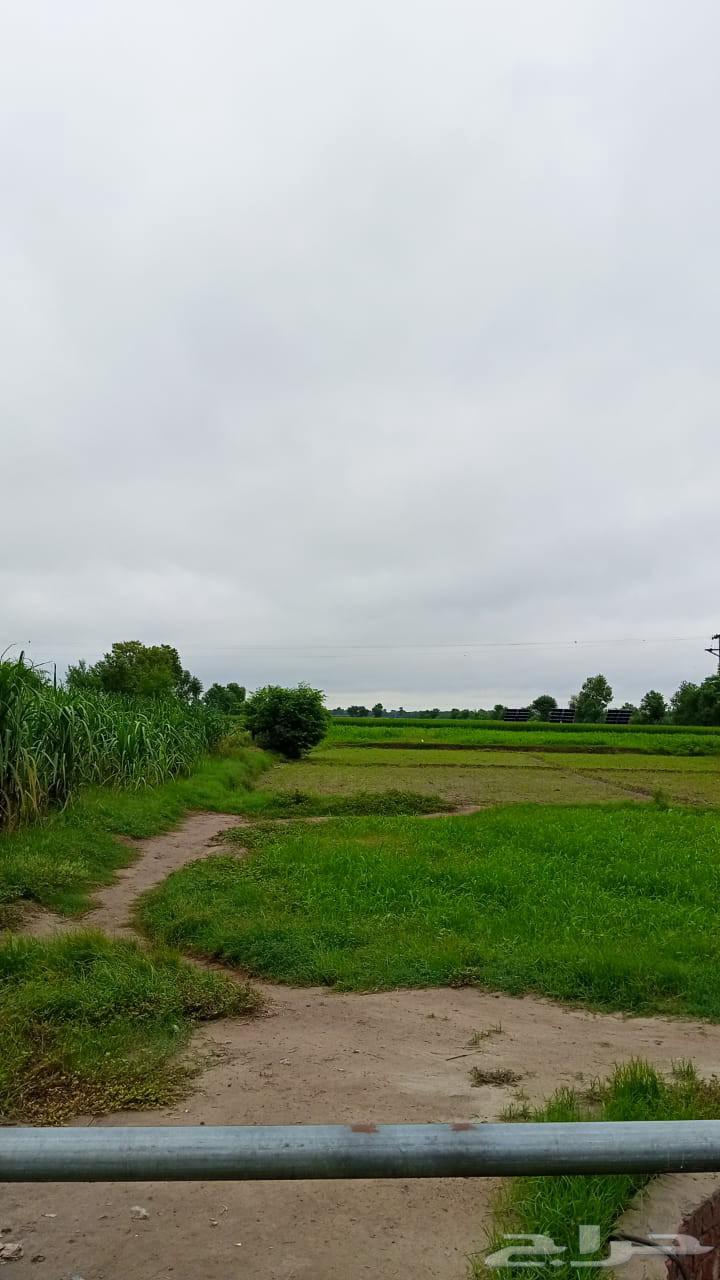 معلم جبس اور جبس بورد64210094694146110