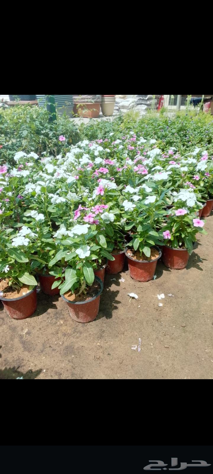 مزارع ومنسق حدائق64210976815491114