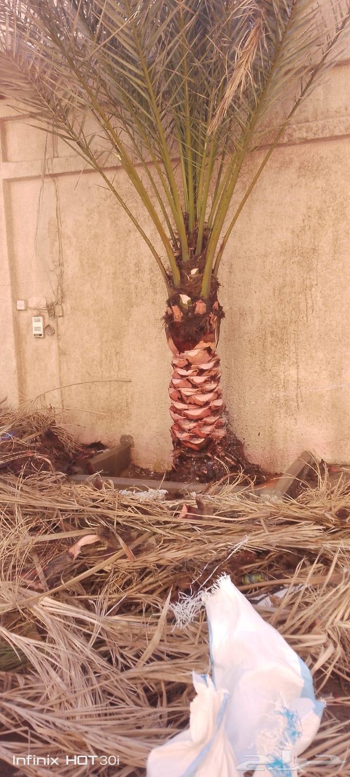 تكريم نخيل وقص الاشجار وازاله النخيل64377724833281114