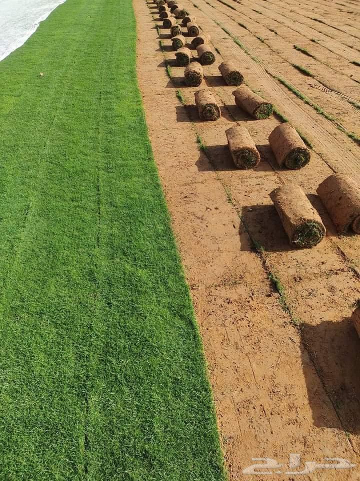 توريد ثيل طبيعي باسعار الجمله64210974686850110