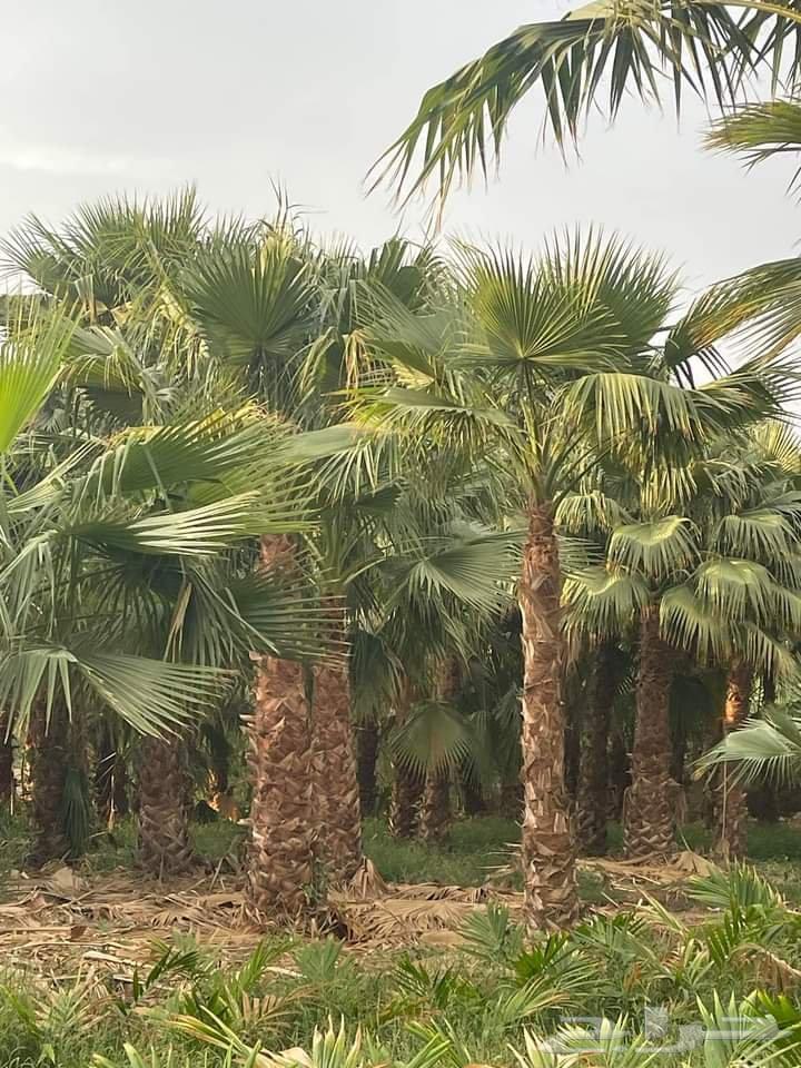 جميع انواع الزراعة64210551044993113