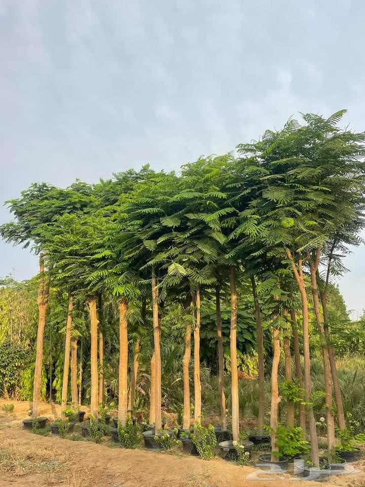 جميع انواع الزراعة64210551044993114